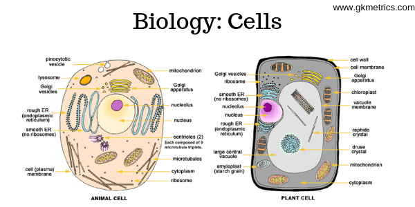 Biology_ Cells