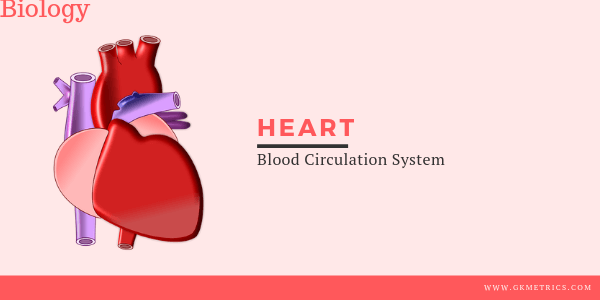 Blood Circulation System