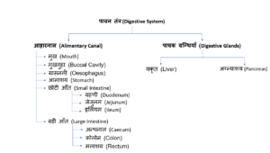 Digestive System_Gkmetrics