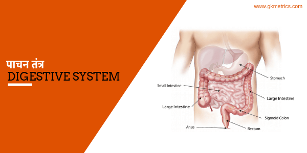 Digestive system