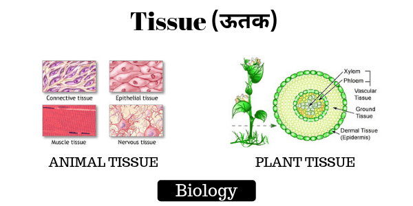 Tissue