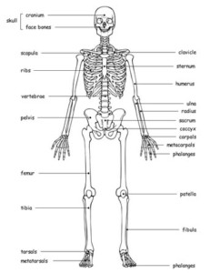 skeletal system