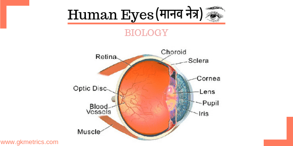 Biology_Human Eye