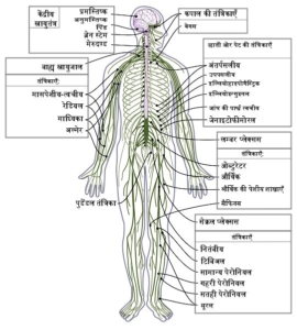 Nervous_system